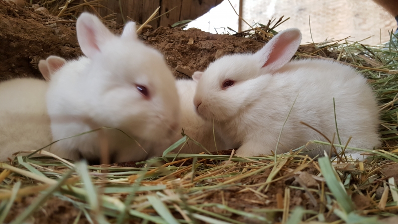 Baby bunnies at Aloft