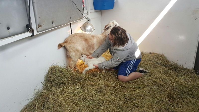 Helping baby goat eat