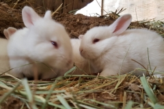 Baby bunnies at Aloft