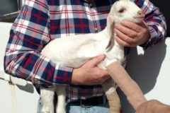 Gpa Wood and baby goat