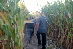 Students doing a corn maze in October